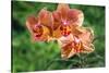 Orange Orchid-Don Spears-Stretched Canvas