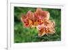 Orange Orchid-Don Spears-Framed Art Print