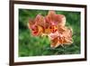 Orange Orchid-Don Spears-Framed Art Print