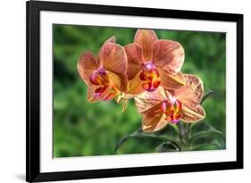 Orange Orchid-Don Spears-Framed Art Print