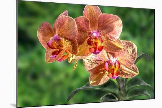 Orange Orchid-Don Spears-Mounted Art Print