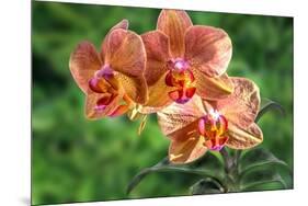 Orange Orchid-Don Spears-Mounted Art Print