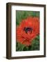 Orange Oriental Poppies, USA-Lisa S. Engelbrecht-Framed Photographic Print