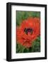 Orange Oriental Poppies, USA-Lisa S. Engelbrecht-Framed Photographic Print