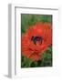 Orange Oriental Poppies, USA-Lisa S. Engelbrecht-Framed Photographic Print