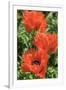 Orange Oriental Poppies, Usa-Lisa S. Engelbrecht-Framed Premium Photographic Print