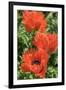 Orange Oriental Poppies, Usa-Lisa S. Engelbrecht-Framed Premium Photographic Print