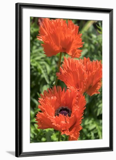 Orange Oriental Poppies, Usa-Lisa S. Engelbrecht-Framed Premium Photographic Print