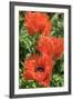 Orange Oriental Poppies, Usa-Lisa S. Engelbrecht-Framed Premium Photographic Print