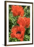 Orange Oriental Poppies, Usa-Lisa S. Engelbrecht-Framed Premium Photographic Print