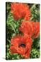 Orange Oriental Poppies, Usa-Lisa S. Engelbrecht-Stretched Canvas