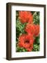 Orange Oriental Poppies, Usa-Lisa S. Engelbrecht-Framed Photographic Print