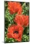 Orange Oriental Poppies, Usa-Lisa S. Engelbrecht-Mounted Photographic Print