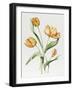 Orange Parrot Tulips-Sally Crosthwaite-Framed Giclee Print