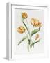 Orange Parrot Tulips-Sally Crosthwaite-Framed Giclee Print