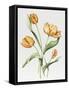 Orange Parrot Tulips-Sally Crosthwaite-Framed Stretched Canvas