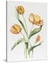 Orange Parrot Tulips-Sally Crosthwaite-Stretched Canvas