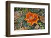 Orange Peel Fungus (Aleuria Aurantia) Snowdonia, Wales, UK, October-Adrian Davies-Framed Photographic Print