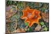 Orange Peel Fungus (Aleuria Aurantia) Snowdonia, Wales, UK, October-Adrian Davies-Mounted Photographic Print