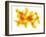 Orange Peel-Petr Gross-Framed Photographic Print