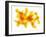 Orange Peel-Petr Gross-Framed Photographic Print