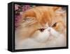 Orange Persian Cat, Portrait-Lynn M^ Stone-Framed Stretched Canvas