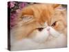 Orange Persian Cat, Portrait-Lynn M^ Stone-Stretched Canvas