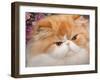 Orange Persian Cat, Portrait-Lynn M^ Stone-Framed Photographic Print