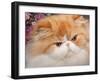 Orange Persian Cat, Portrait-Lynn M^ Stone-Framed Photographic Print