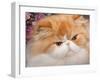 Orange Persian Cat, Portrait-Lynn M^ Stone-Framed Photographic Print