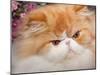 Orange Persian Cat, Portrait-Lynn M^ Stone-Mounted Photographic Print