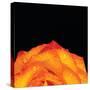 Orange Petals-Donnie Quillen-Stretched Canvas