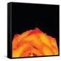 Orange Petals-Donnie Quillen-Framed Stretched Canvas