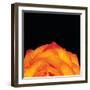 Orange Petals-Donnie Quillen-Framed Art Print