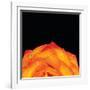 Orange Petals-Donnie Quillen-Framed Art Print