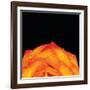 Orange Petals-Donnie Quillen-Framed Art Print