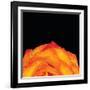 Orange Petals-Donnie Quillen-Framed Art Print