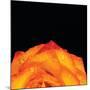 Orange Petals-Donnie Quillen-Mounted Art Print