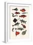 Orange Plain Fish, 2016-Eliza Southwood-Framed Giclee Print