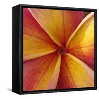 Orange Plumeria at Molokai Plumerias, Molokai, Hawaii, USA-Bruce Behnke-Framed Stretched Canvas