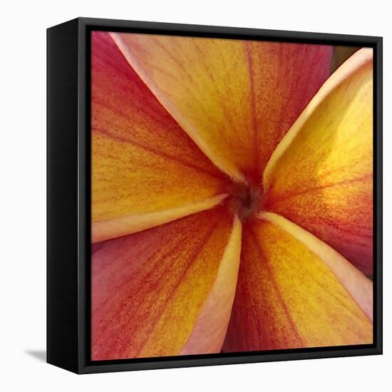 Orange Plumeria at Molokai Plumerias, Molokai, Hawaii, USA-Bruce Behnke-Framed Stretched Canvas