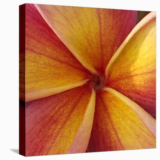 Orange Plumeria at Molokai Plumerias, Molokai, Hawaii, USA-Bruce Behnke-Stretched Canvas