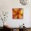 Orange Plumeria at Molokai Plumerias, Molokai, Hawaii, USA-Bruce Behnke-Stretched Canvas displayed on a wall