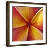 Orange Plumeria at Molokai Plumerias, Molokai, Hawaii, USA-Bruce Behnke-Framed Photographic Print