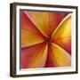 Orange Plumeria at Molokai Plumerias, Molokai, Hawaii, USA-Bruce Behnke-Framed Photographic Print