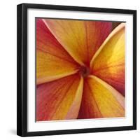 Orange Plumeria at Molokai Plumerias, Molokai, Hawaii, USA-Bruce Behnke-Framed Photographic Print