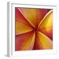 Orange Plumeria at Molokai Plumerias, Molokai, Hawaii, USA-Bruce Behnke-Framed Photographic Print