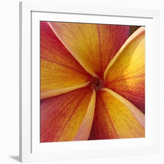 Orange Plumeria at Molokai Plumerias, Molokai, Hawaii, USA-Bruce Behnke-Framed Photographic Print