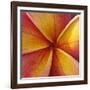 Orange Plumeria at Molokai Plumerias, Molokai, Hawaii, USA-Bruce Behnke-Framed Photographic Print