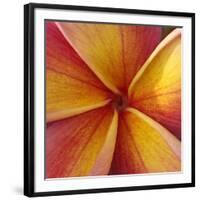 Orange Plumeria at Molokai Plumerias, Molokai, Hawaii, USA-Bruce Behnke-Framed Photographic Print